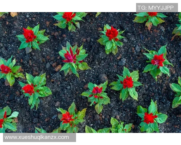 专访黄芳：探寻网球界的成功秘诀与奋斗历程